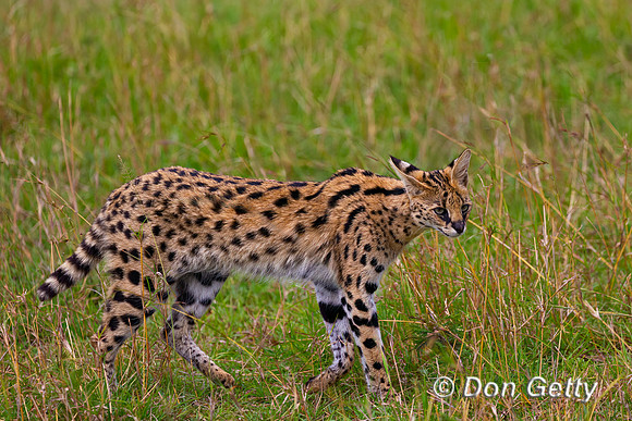 Serval