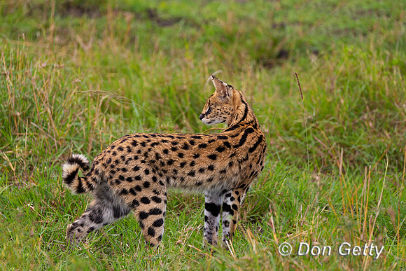 Serval