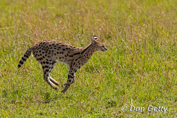 Serval