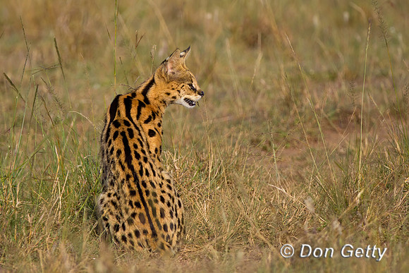 Serval