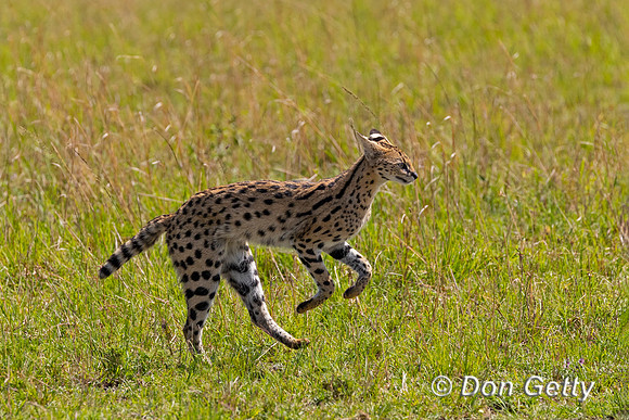 Serval