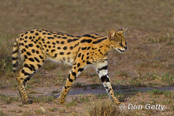 Serval