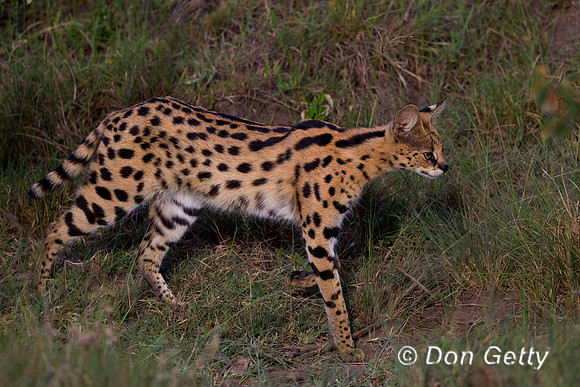 Serval