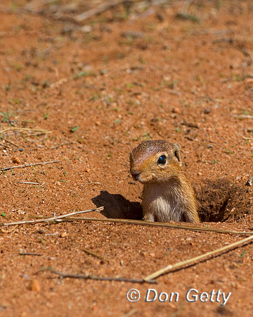 Unstriped Ground Squirrel