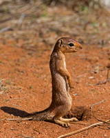 Squirrel, Unstriped Ground