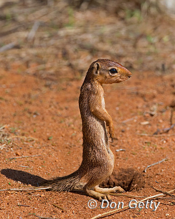 Unstriped Ground Squirrel