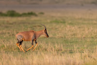 Topi