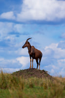 Topi