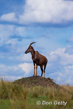 Topi