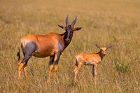 Topi