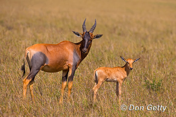 Topi