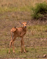Topi