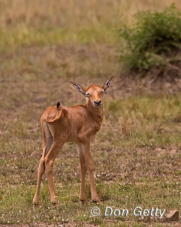 Topi