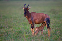 Topi