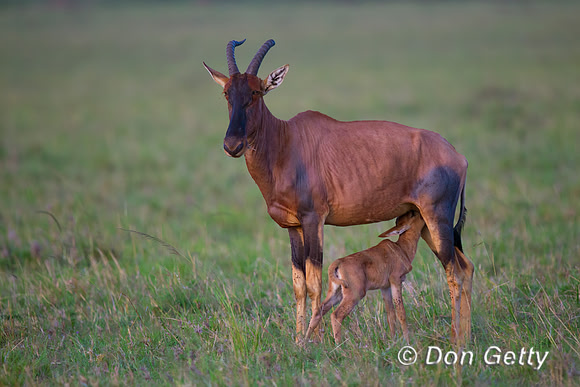 Topi