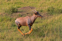 Topi