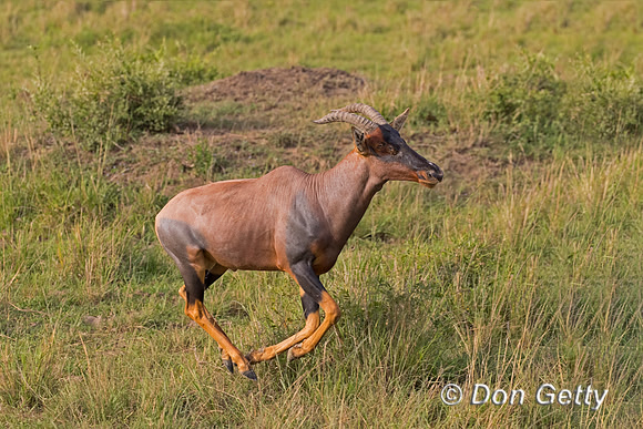Topi