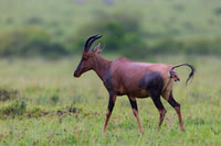 Topi