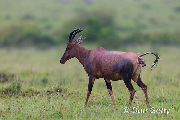 Topi