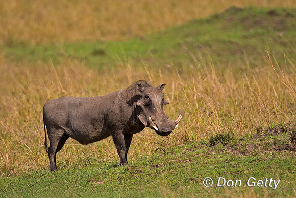 Warthog
