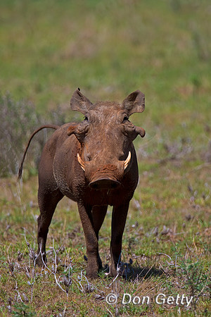Warthog