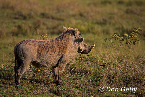 Warthog