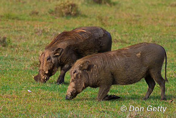 Warthog