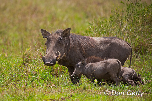 Warthog