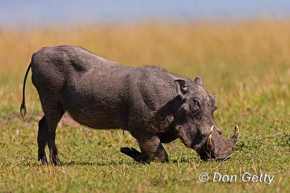 Warthog