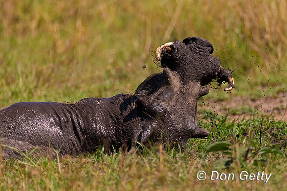 Warthog