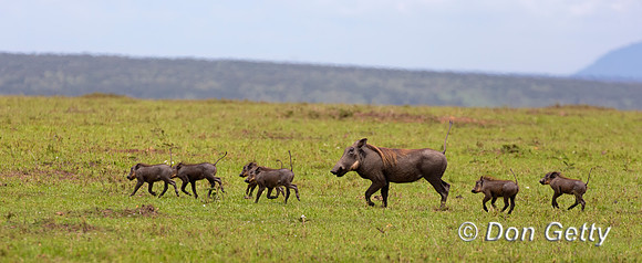 Warthog
