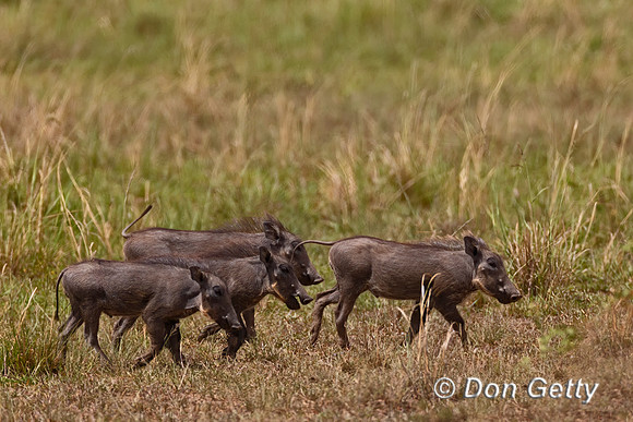 Warthog