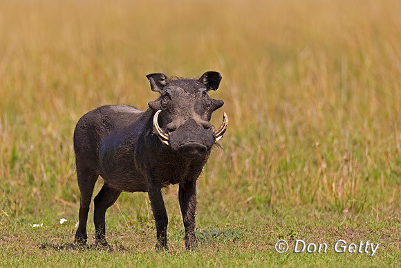 Warthog
