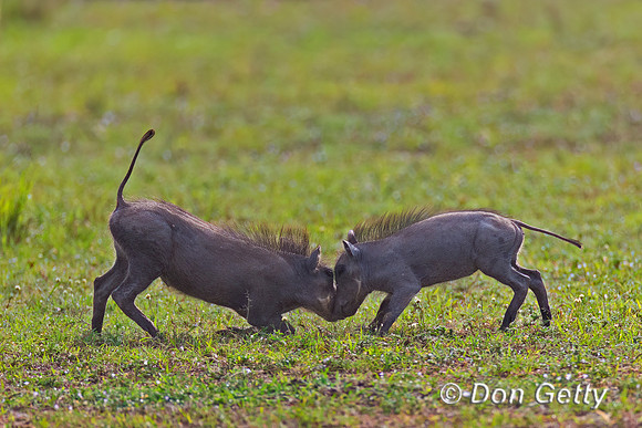 Warthog