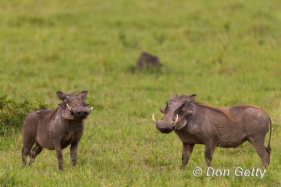 Warthog