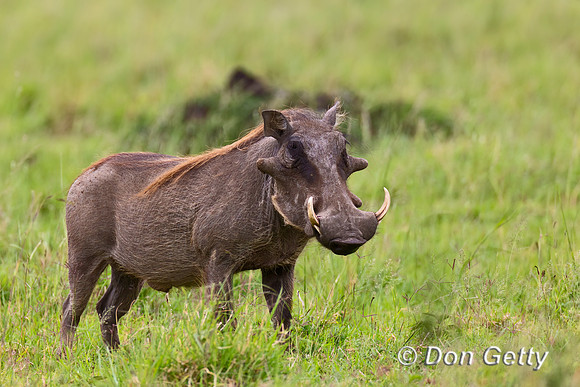Warthog