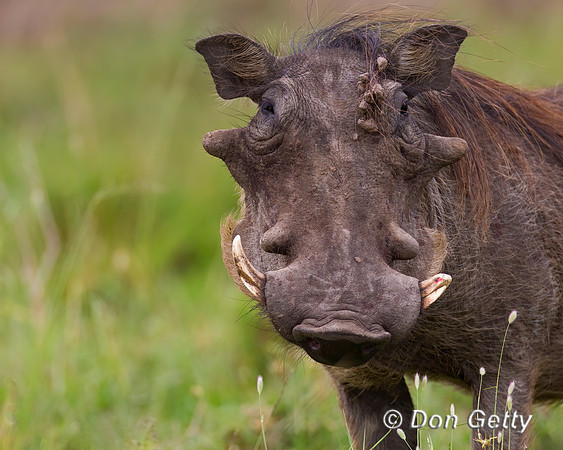 Warthog