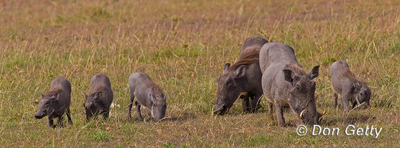 Warthog