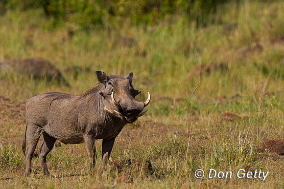 Warthog