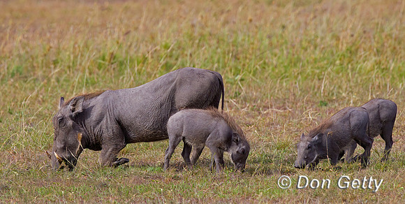 Warthog