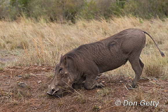 Warthog
