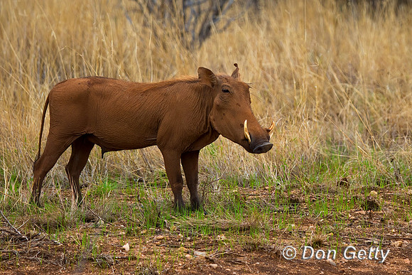 Warthog