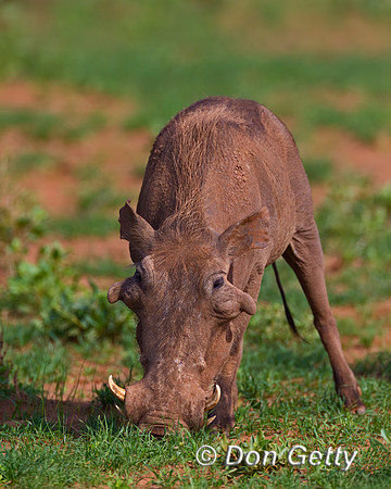 Warthog