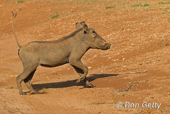 Warthog