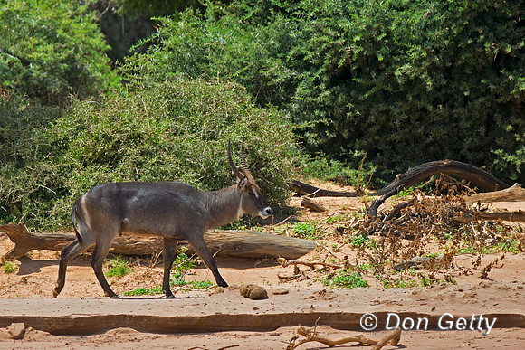 Waterbuck