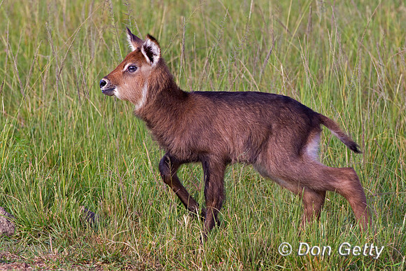 Waterbuck