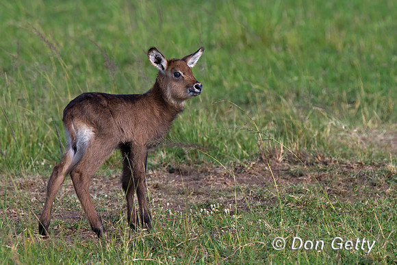 Waterbuck