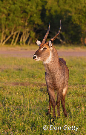 Waterbuck