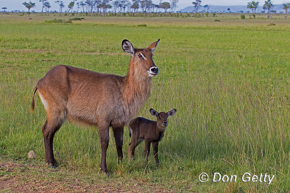 Waterbuck
