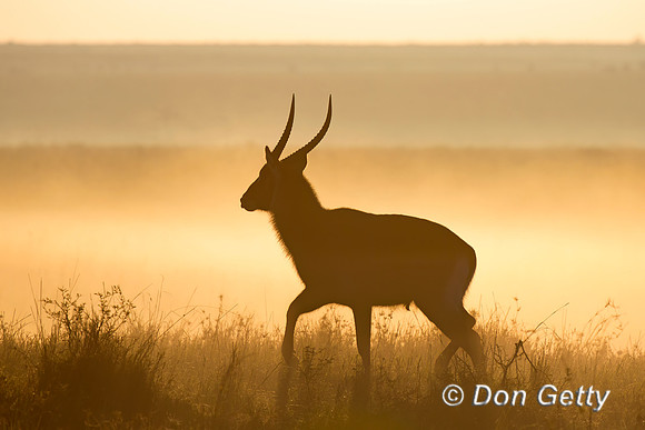 Waterbuck